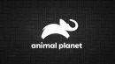 Animal Planet Ao Vivo